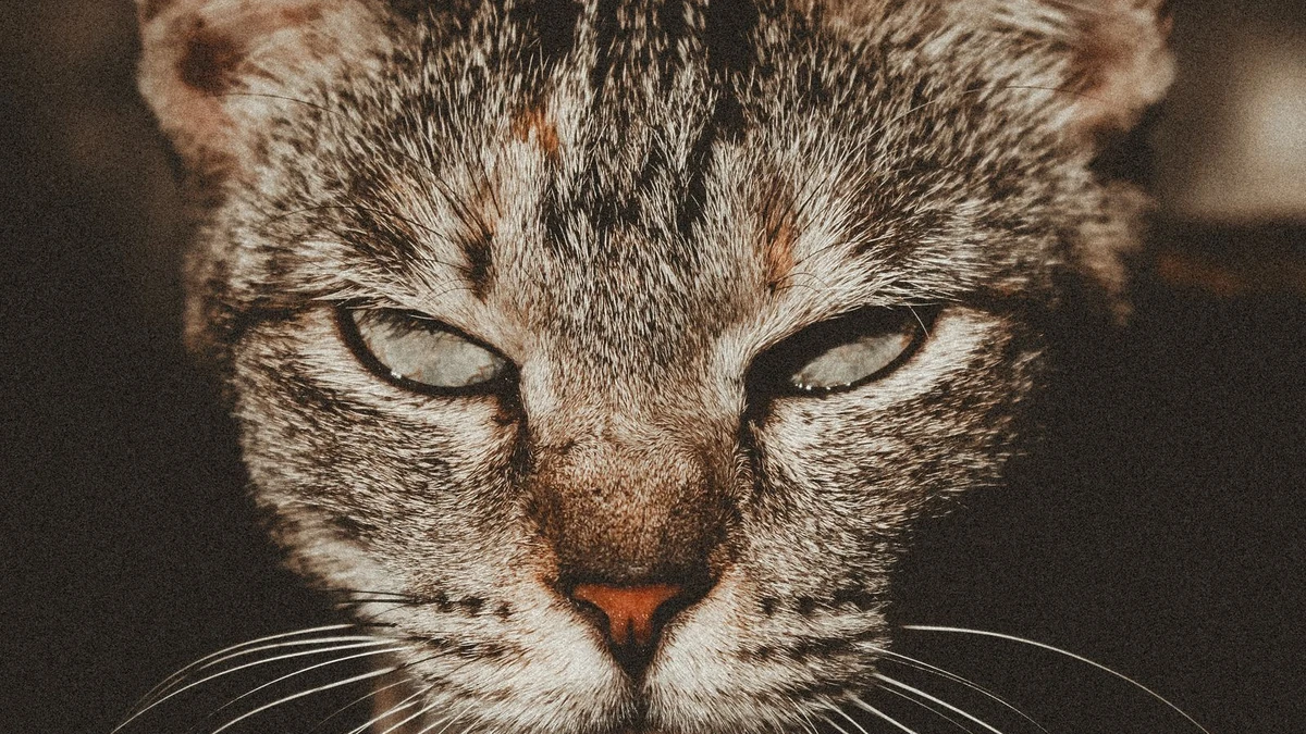 Linguagem corporal do gato: como entender o que o felino está dizendo