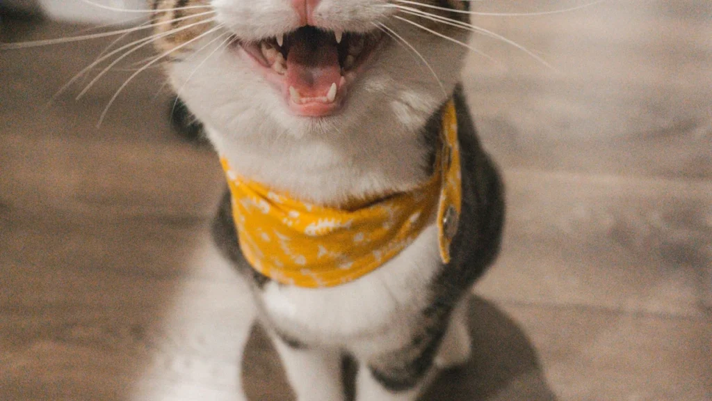 Obesidade em gatos: como saber se o seu gato está acima do peso