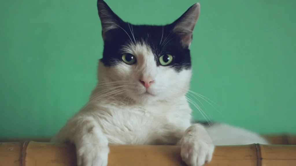 Por que os gatos ronronam? significados do ronronar felino