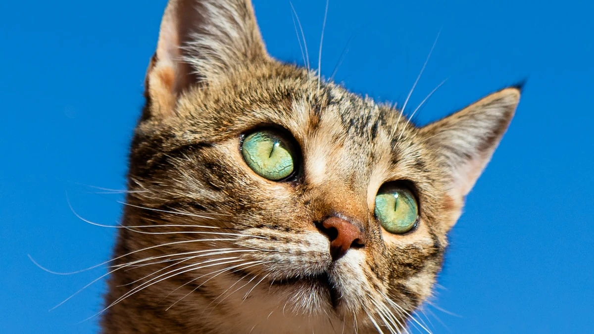 Alimentação felina: sachês dominam preferência dos tutores brasileiros em 2026