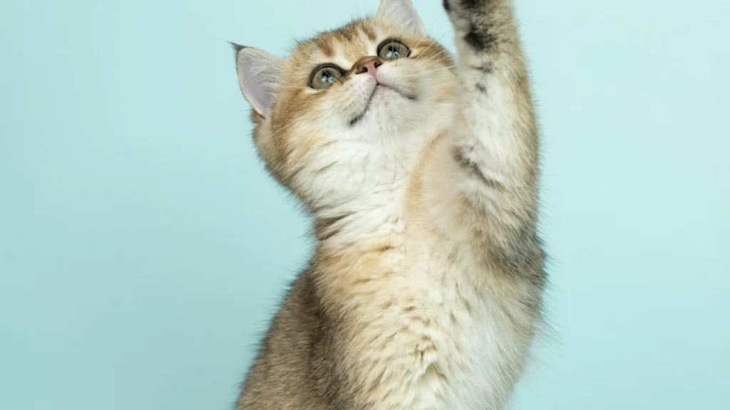 Clínicas cat friendly: o que são e por que seu gato merece esse atendimento