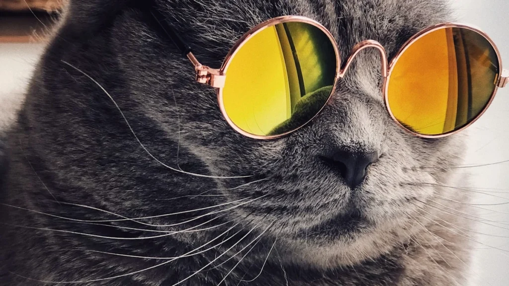 Sono do gato: quanto dormir é normal e quando é sinal de alerta