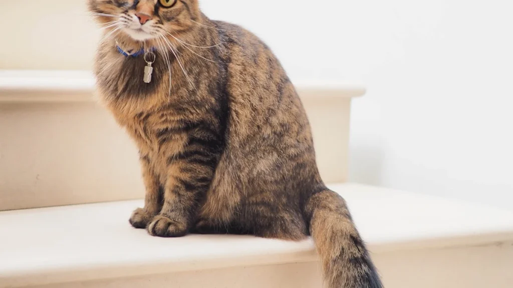 30 milhões de gatos no brasil: como a relação entre tutores e felinos está evoluindo