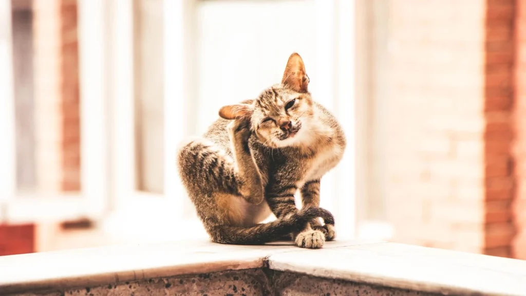 Pulgas em gatos: como eliminar de vez e prevenir novas infestações