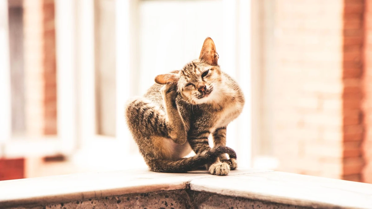 Pulgas em gatos: como eliminar de vez e prevenir novas infestações
