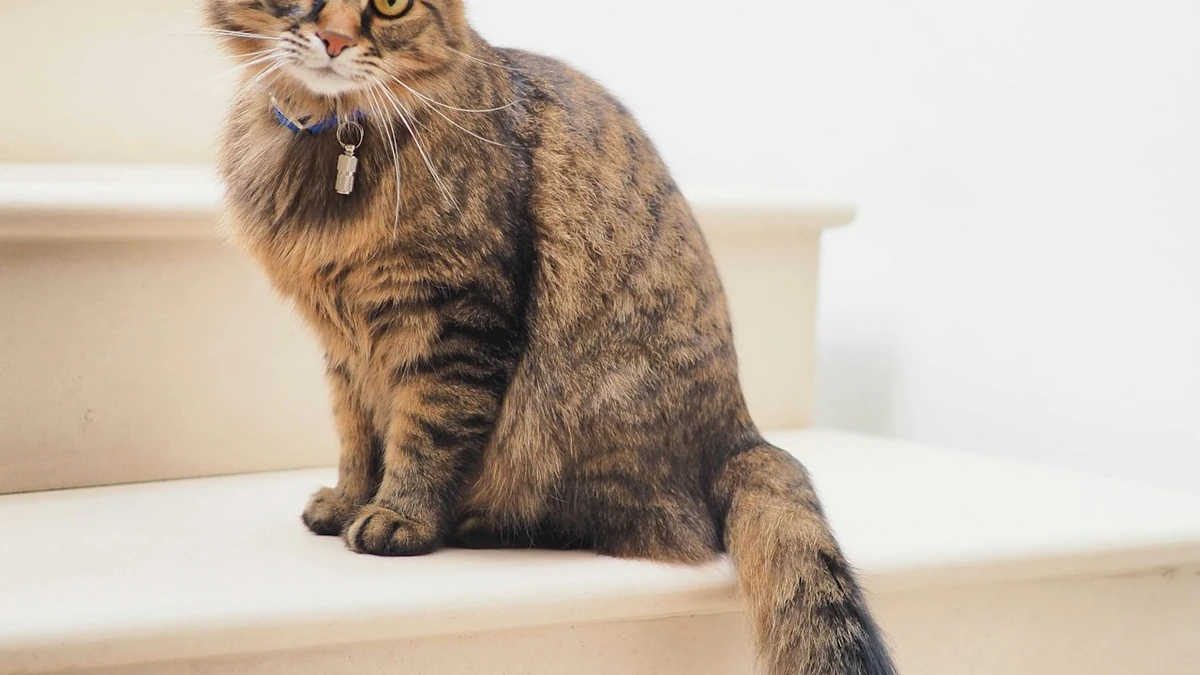 Raiva em gatos: caso em campinas acende alerta para a vacinação antirrábica