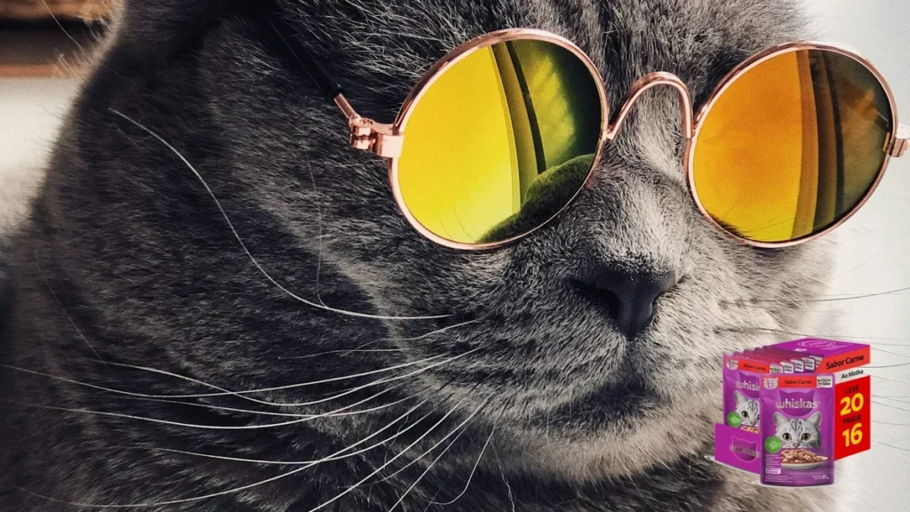 Sachê para gatos: benefícios da ração úmida e como oferecer