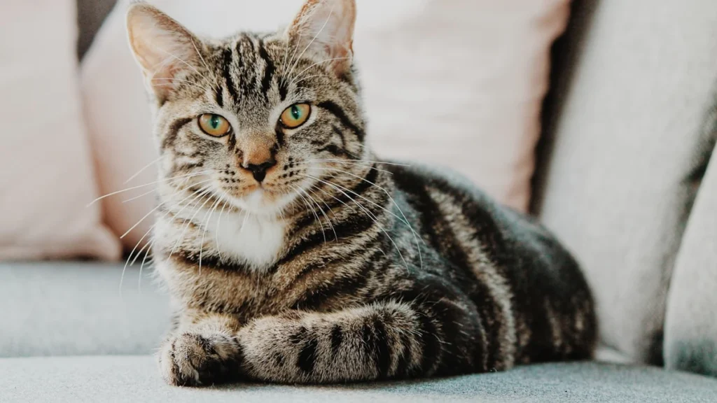 7 sinais sutis de que o gato está doente: comportamento revela a saúde do felino