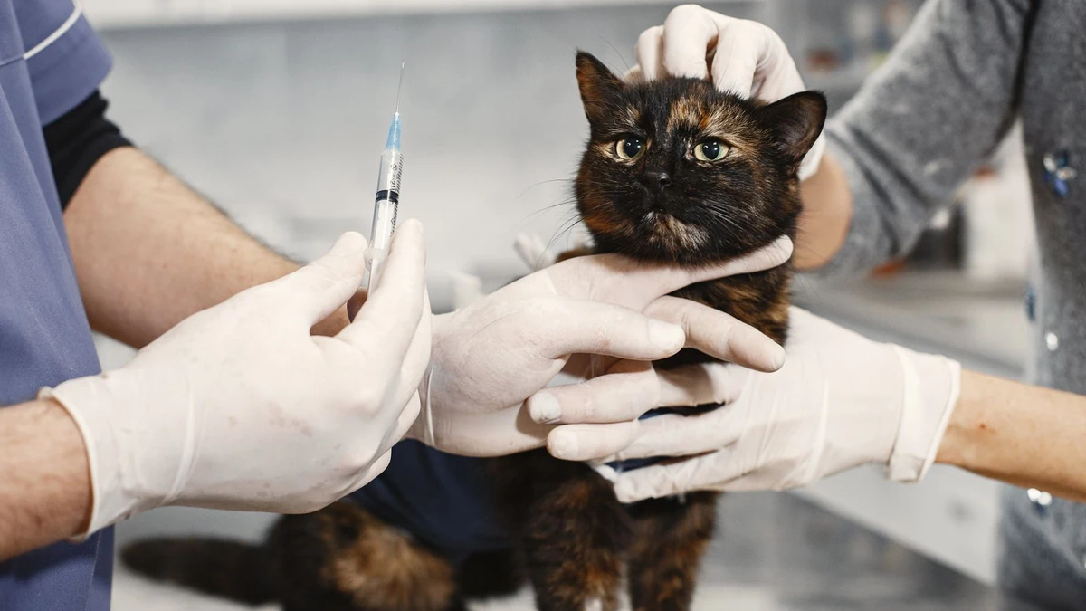 Vacina para gato: v3, v4 e antirrábica — calendário e proteção