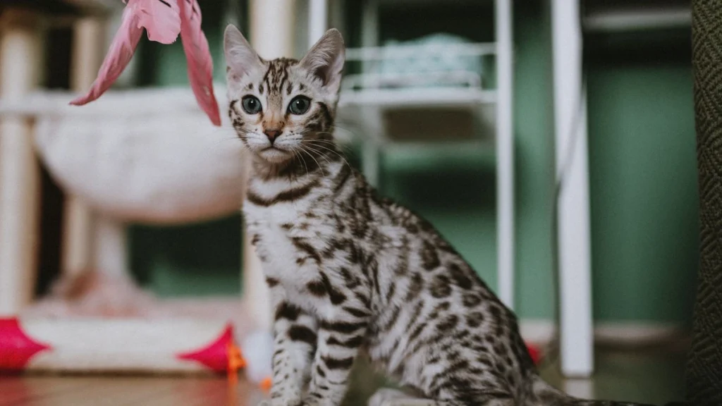 Varinha para gato: como brincar e despertar o instinto de caça do felino
