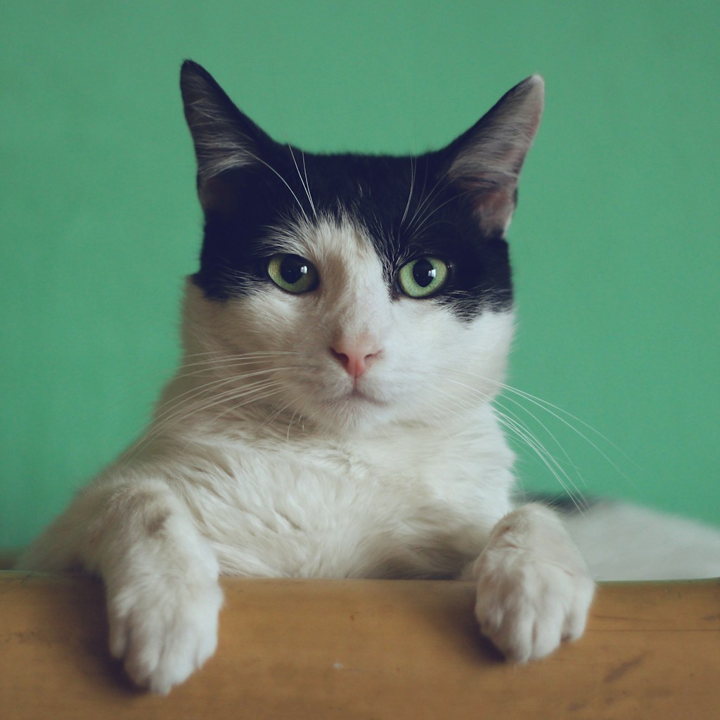 Buscas por adoção de gatos crescem 650% no brasil: por que tantos são devolvidos nos primeiros 3 meses?